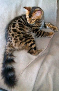 a cat laying on top of a white blanket