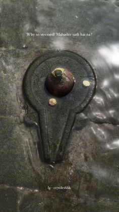 there is a rock in the water with a plant growing out of it