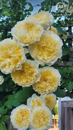 yellow flowers blooming in the garden on a sunny day