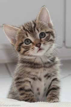 a small kitten sitting on top of a bed next to a white wall and looking at the camera