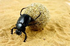 a black beetle crawling on top of sand next to a round ball in the sand