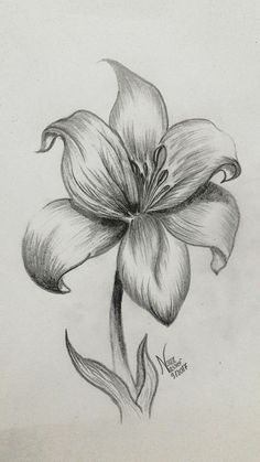 a pencil drawing of a flower on paper