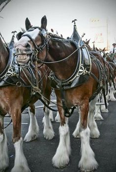 the horses are all lined up in their harnesses and ready to pull them down the street