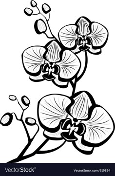 black and white drawing of an orchid plant