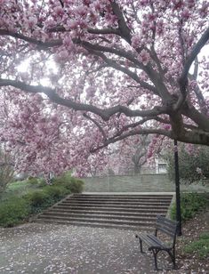 a park bench sitting under a tree with pink flowers on it's branches and stairs