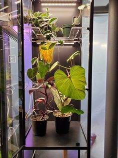 some plants are growing in small pots on a shelf inside a glass case that is filled with water