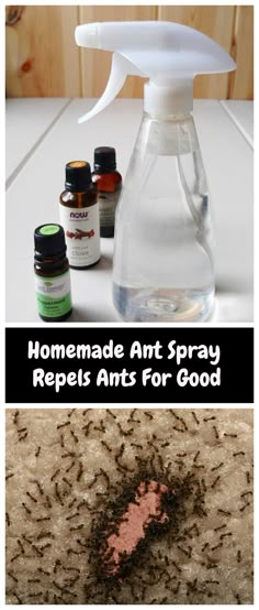 homemade ant spray repellents for good