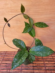 a plant with green leaves on a bamboo mat