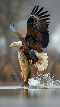 an eagle landing on a fish in the water with it's wings spread out