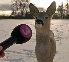 a person holding a microphone up to a deer in the snow