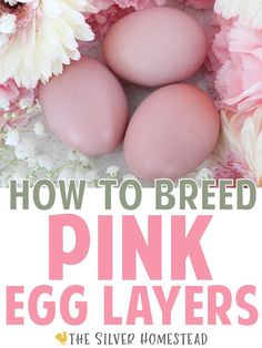 3 heavy bloom true cotton candy pink colored easter egger chicken breeding hatching eggs are shown on a white surface with fresh pink carnations, white and blush daisies and white baby's breath flowers with text that reads how to breed pink egg layers backyard chicken keeping egg colors Colored Chicken Eggs, Easter Eggers Eggs, Chicken Egg Basket, Chicken Egg Colors, Chicken Breeding, Pink Eggs, Easter Egger Chicken, Egg Colors, Cute Chicken Coops