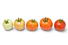 five different types of tomatoes lined up in a row