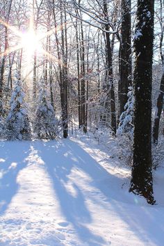 the sun shines brightly through the trees and snow