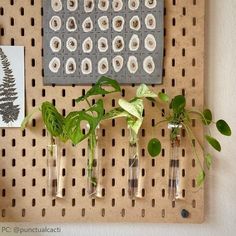 three vases filled with plants sitting on top of a pegboard next to a planter