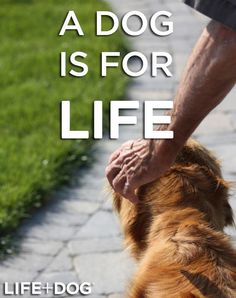 a man is petting his dog on the sidewalk