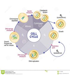 the cell cycle diagram with different types of cells and their corresponding functions stock photo royalty