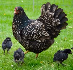 a chicken and her chicks are walking in the grass