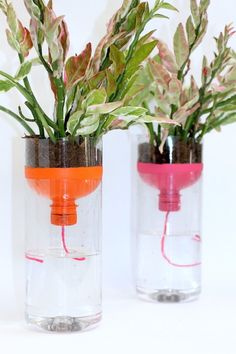 two glass vases with plants in them