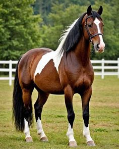 a brown and white horse standing on top of a lush green field