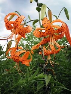 an orange flower with black spots on it