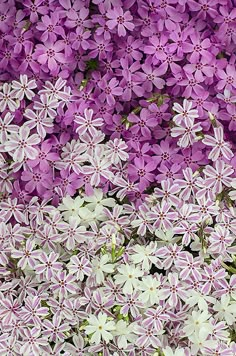 purple and white flowers are in the grass