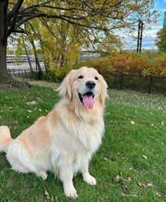 a golden retriever sitting in the grass with its tongue out and it's tongue hanging out