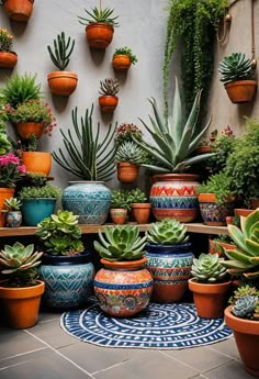 many potted plants and succulents are arranged on the floor in front of a wall