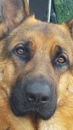 a large brown and black dog sitting in the back seat of a car looking at the camera