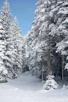 a snow covered forest with lots of tall trees