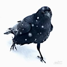 a black bird standing on top of snow covered ground