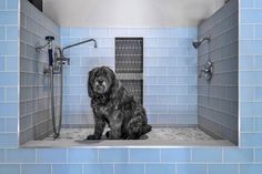 a dog is sitting in the shower with blue tiles