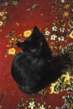 a black cat sitting on top of a red carpet next to a rug with yellow and blue flowers