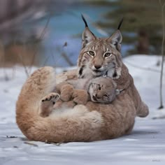 a mother lynx and her two cubs in the snow