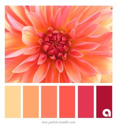 an orange and pink flower with the color scheme in it's center is shown