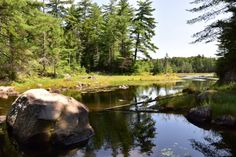 a river running through a forest filled with lots of green grass and trees on top of it