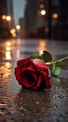 a single red rose sitting on the ground in the rain