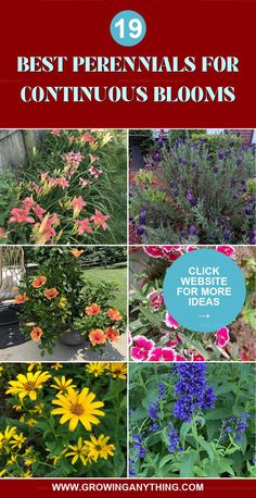 the top ten best perennials for continuous blooming plants in your yard or garden