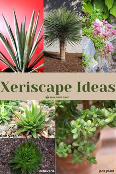 different types of plants in pots with the words xeriscape ideas