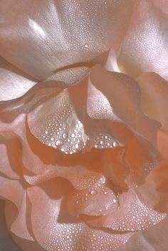 the petals of a pink flower with water droplets on them