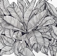 a black and white drawing of some leaves