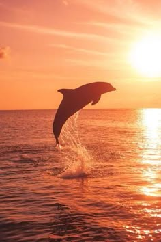 a dolphin jumping out of the water at sunset