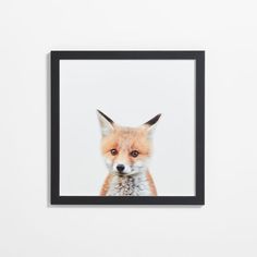 a framed photograph of a red fox in front of a white wall with black frame