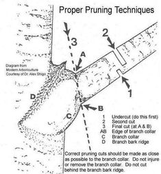 the diagram shows how to use proper pruning techniques for cutting wood and other materials