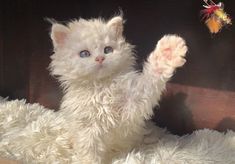 a fluffy white cat sitting on top of a bed next to a toy mouse and butterfly