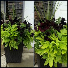 two large planters filled with green and purple flowers