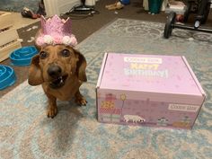 a dachshund dog wearing a pink birthday hat next to a cardboard box