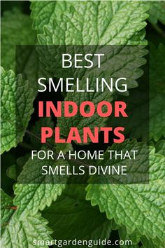 green leaves with text overlay that reads best smelling indoor plants for a home that smells divine