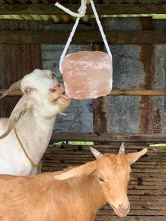 two goats standing next to each other in a barn