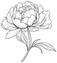 Peony Line Drawing, Peony Flower Drawing, Peony Outline, Peonies Drawing, Animal Stencil Art, Peony Drawing, Peony Illustration, Colorful Borders Design, Peony Art