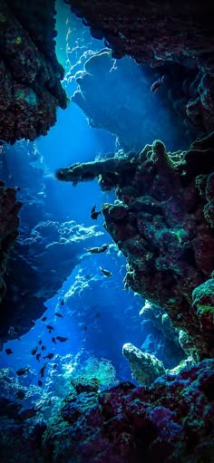 an underwater cave filled with lots of fish and corals on the ocean floor next to rocks